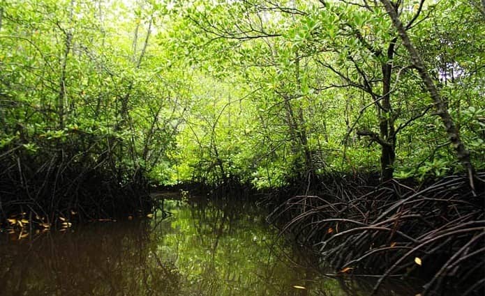 hutan mangrove