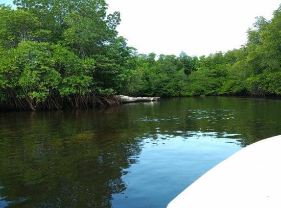 hutan mangrove