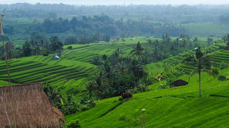 Jatiluwih rice terraces bali