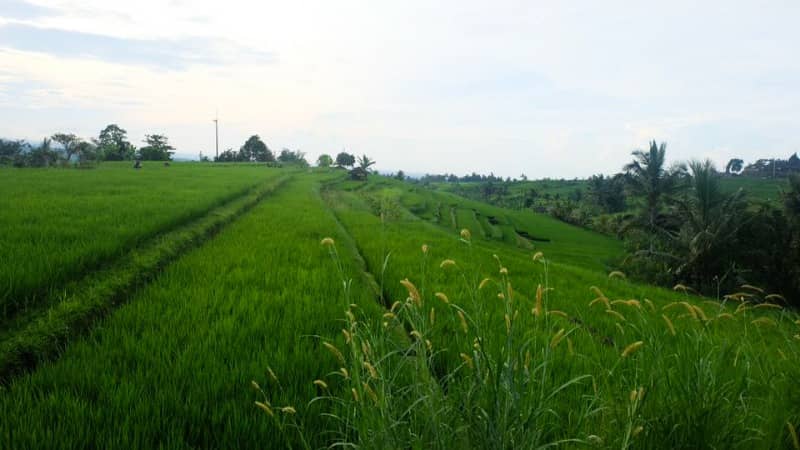 Jatiluwih rice terraces bali