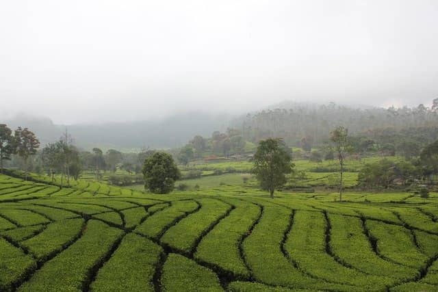 kebun teh sukawana bandung