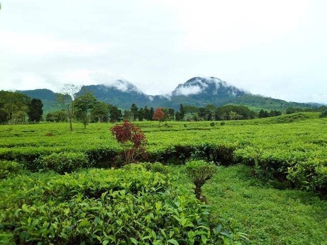 kebun teh sukawana