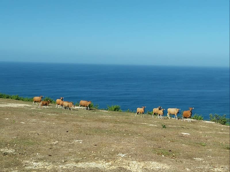pantai melasti bali