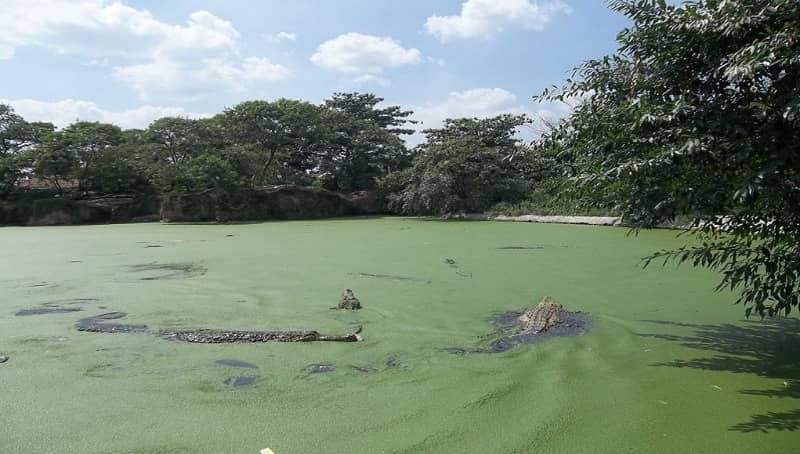 taman buaya asam kumbang