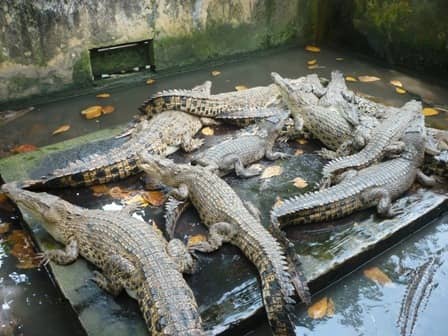 taman buaya asam kumbang