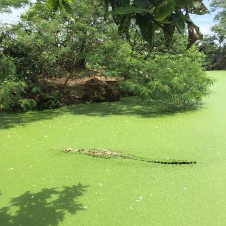 taman buaya asam kumbang
