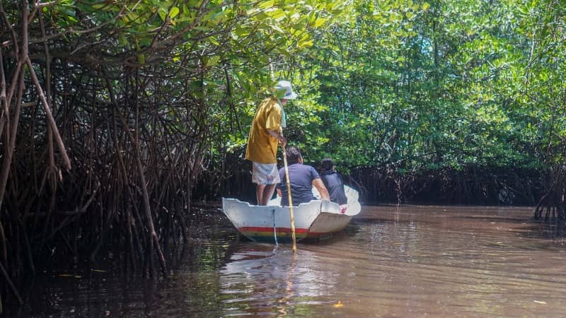 hutan mangrove nusa lembongan