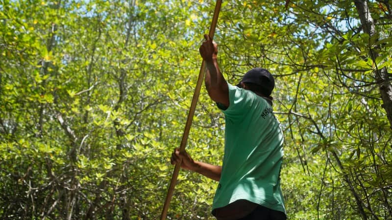 hutan mangrove nusa lembongan