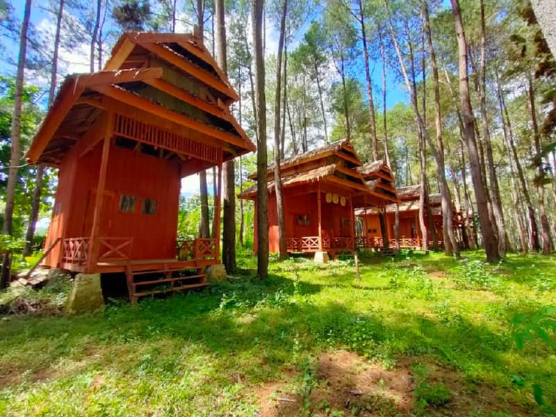 hutan pinus instagramable di bau bau