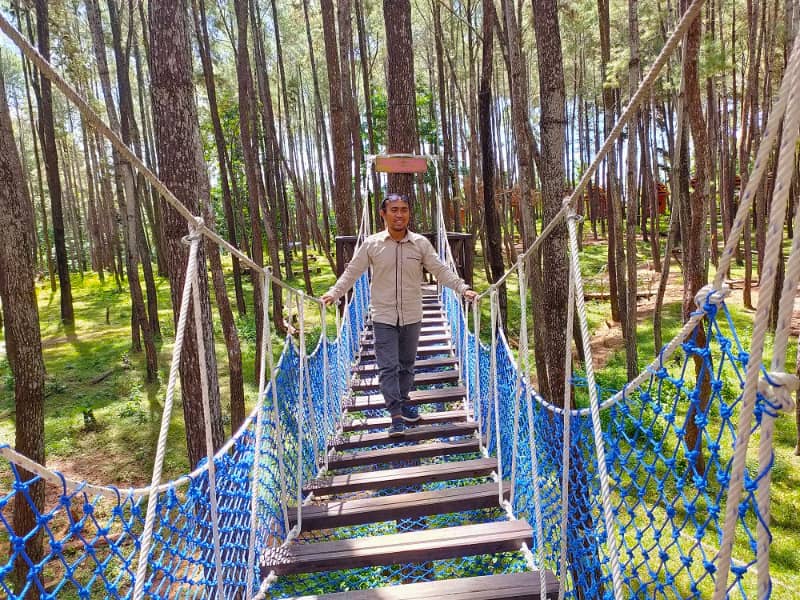 Hutan pinus di bau bau