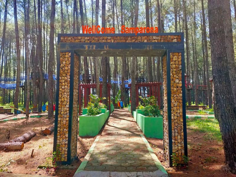 Hutan pinus keren di bau bau