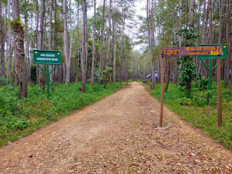 hutan pinus di bau bau