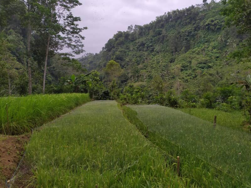 destinasi wisata di Lumajang