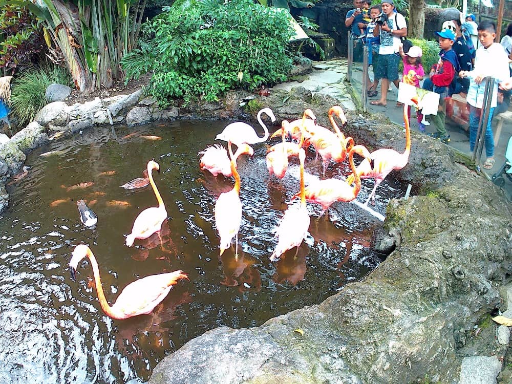 batu secret zoo