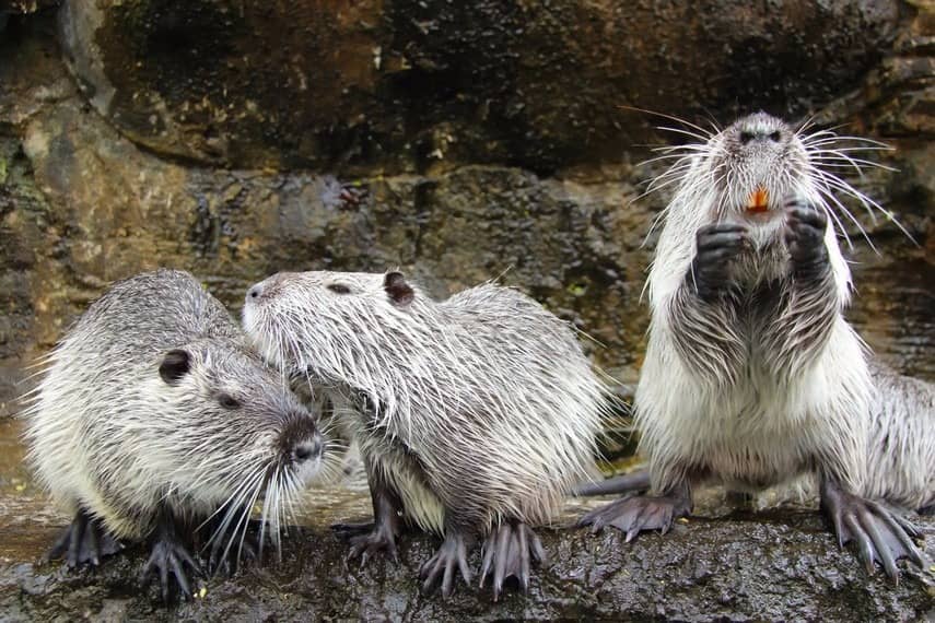 batu secret zoo
