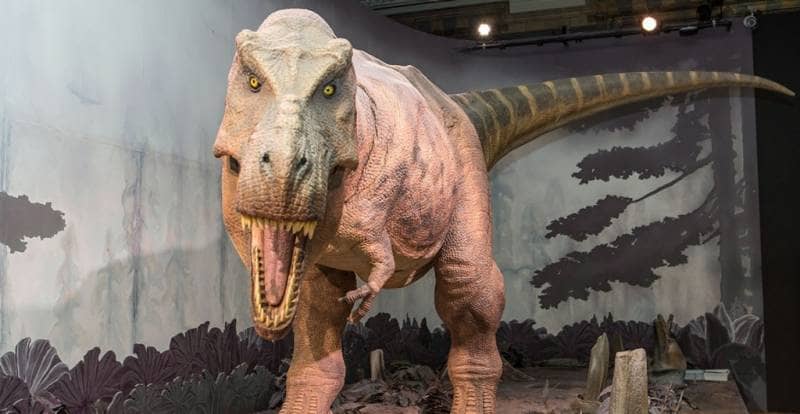 natural history museum