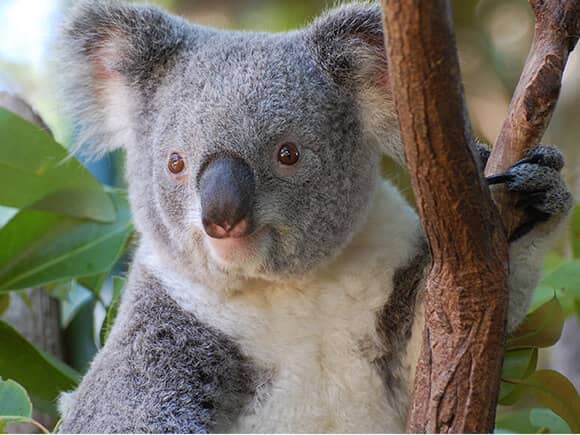 lone pine koala sanctuary