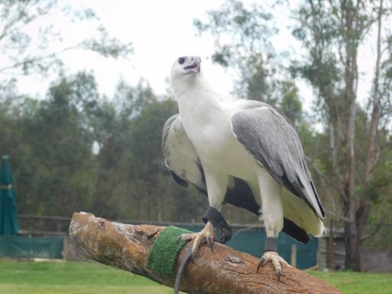 lone pine koala sanctuary