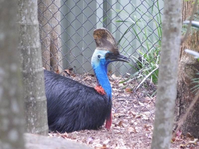 lone pine koala sanctuary