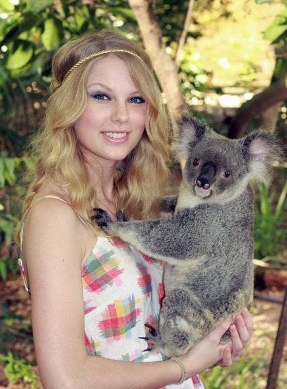 lone pine koala sanctuary