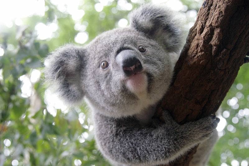 lone pine koala sanctuary