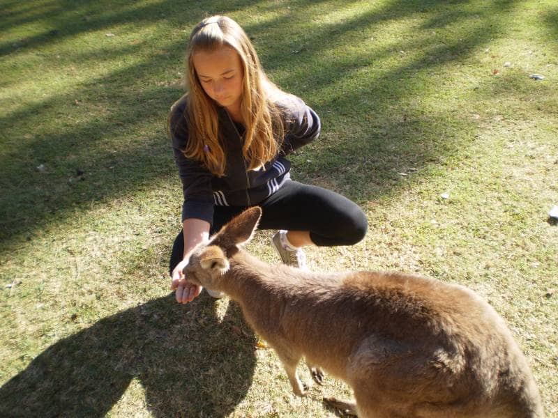 lone pine koala sanctuary