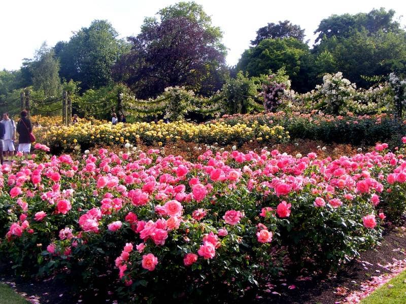 st regent's park